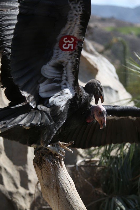 CA Condors fighting for position