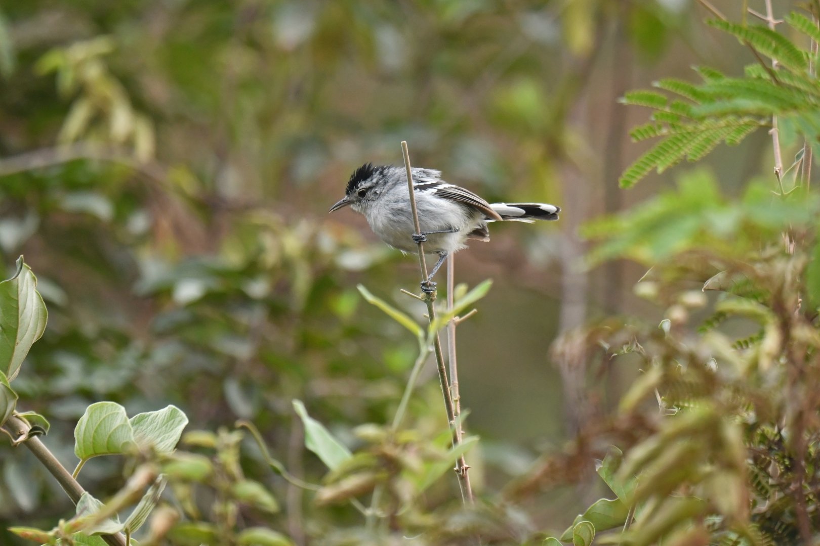 Caatinga Antwren Radinopsyche sellowi