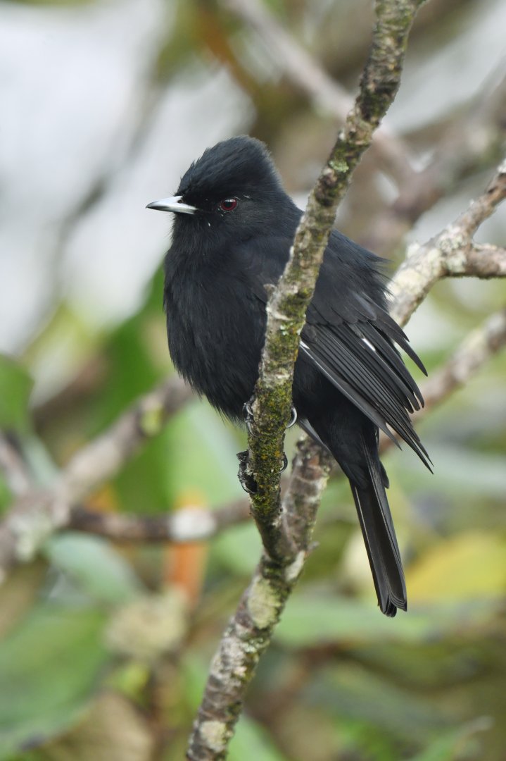 Caatinga Black-Tyrant Knipolegus franciscanus