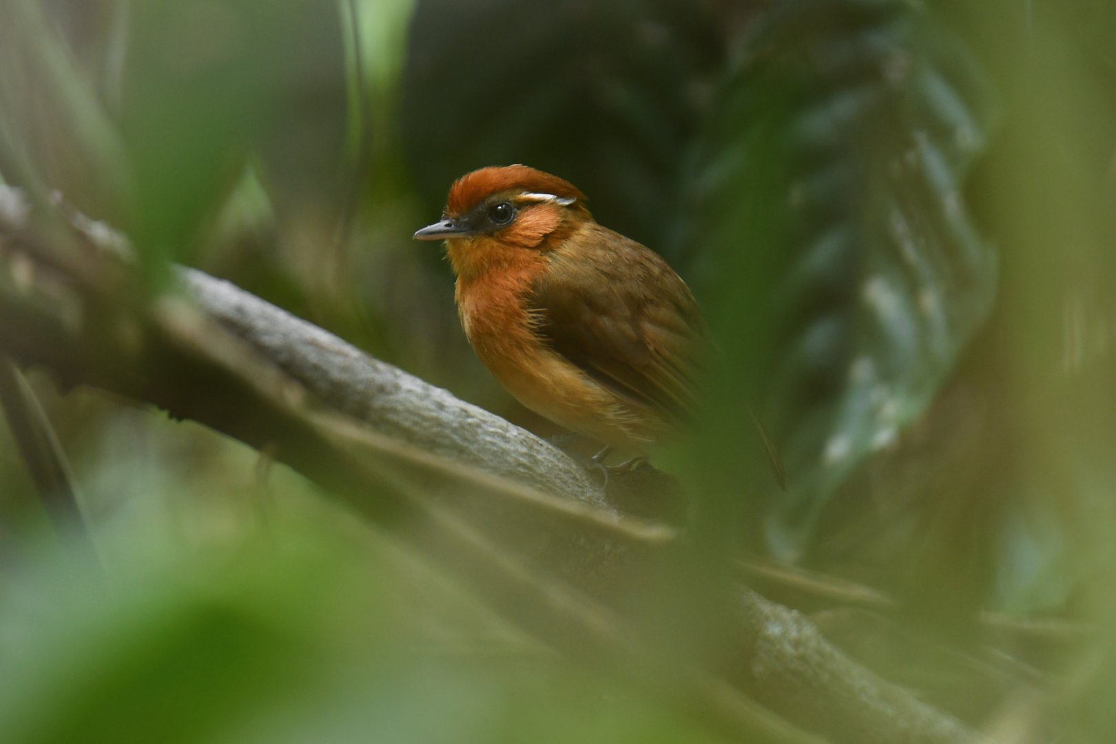 Caatinga Gnateater (Conopophaga cearae)