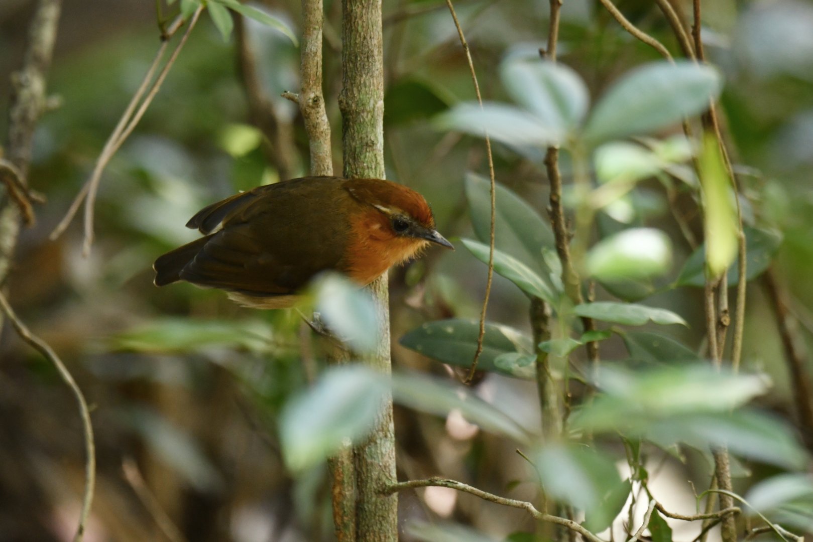 Caatinga Gnateater Conopophaga cearae