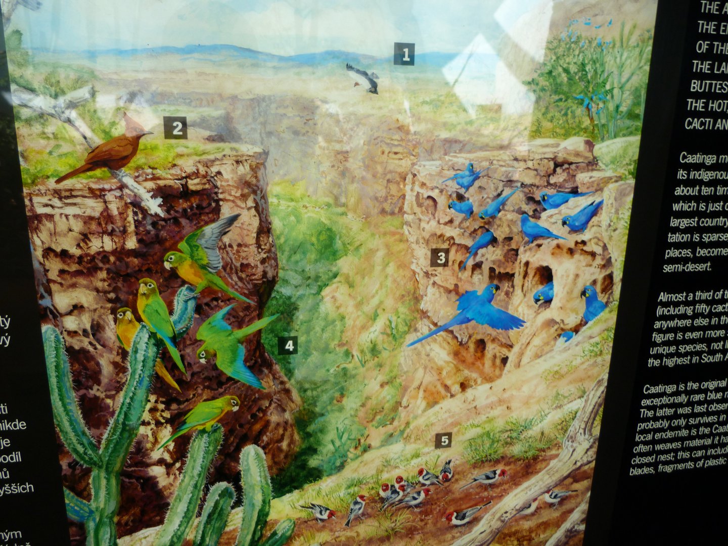 Caatinga illustration -Zoo Praha (2025)