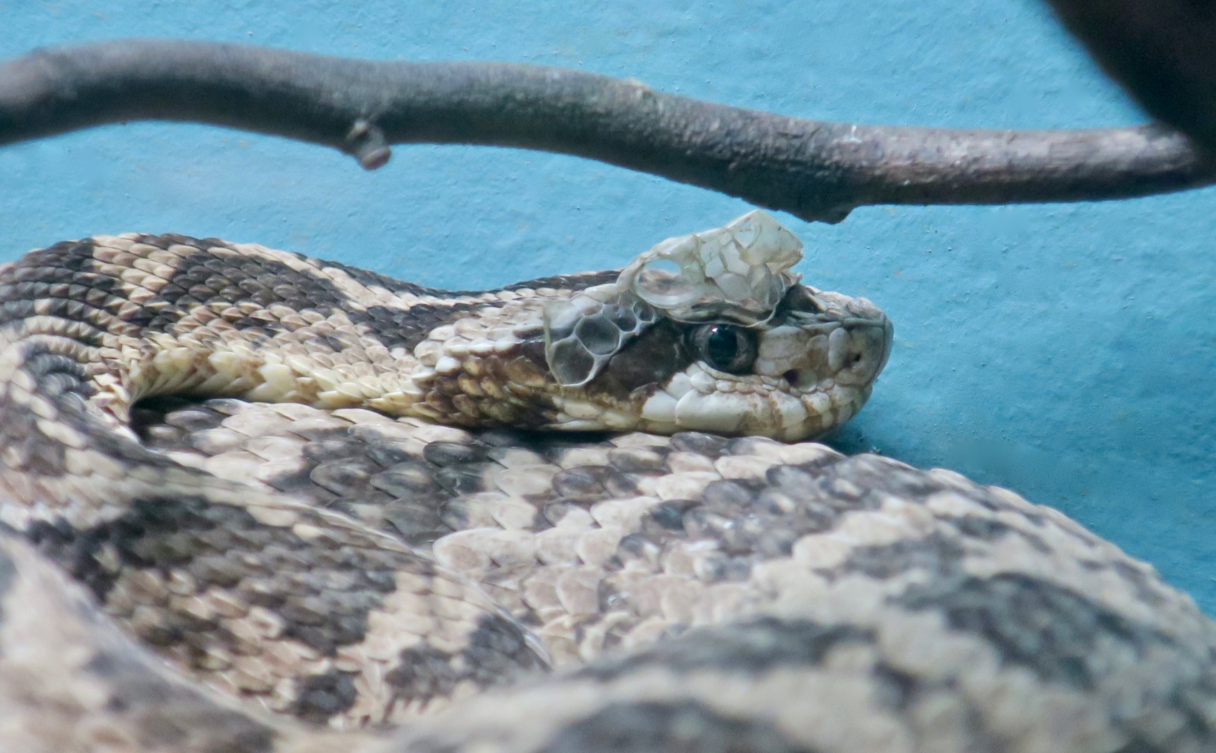 Caatinga Lancehead (Bothrops erythromelas)