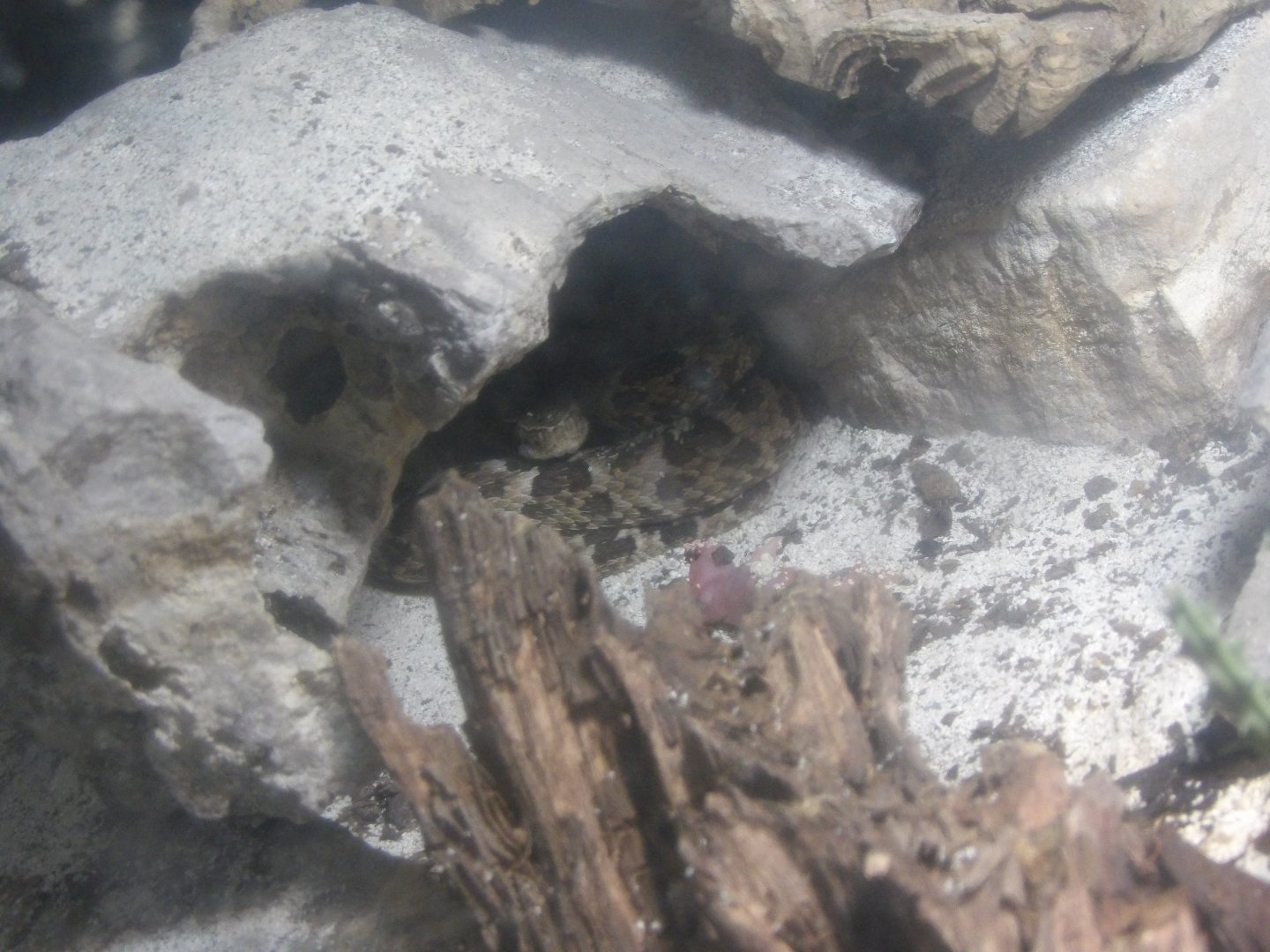 Caatinga Lancehead(Bothrops erythromelas)