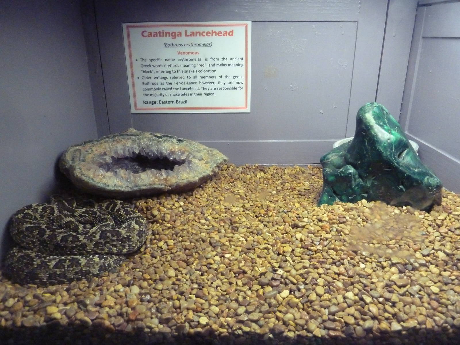 Caatinga Lancehead Exhibit
