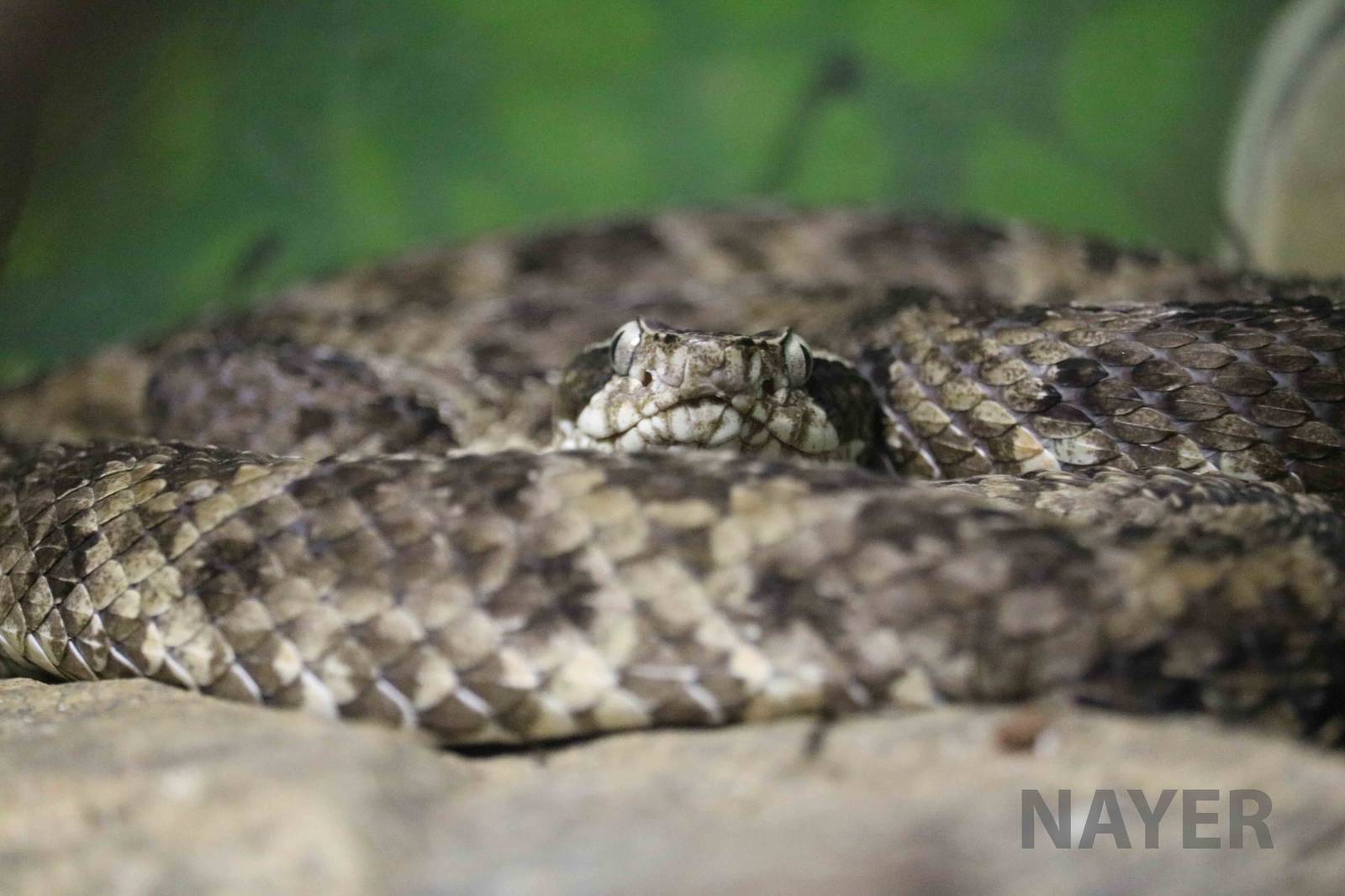 Caatinga lancehead - Instituto Butantan, March 2016