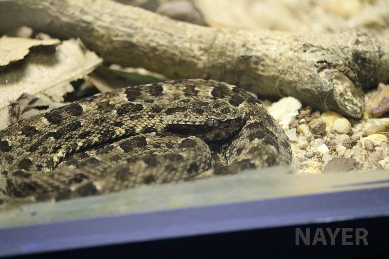 Caatinga lancehead - Instituto Butantan, March 2016