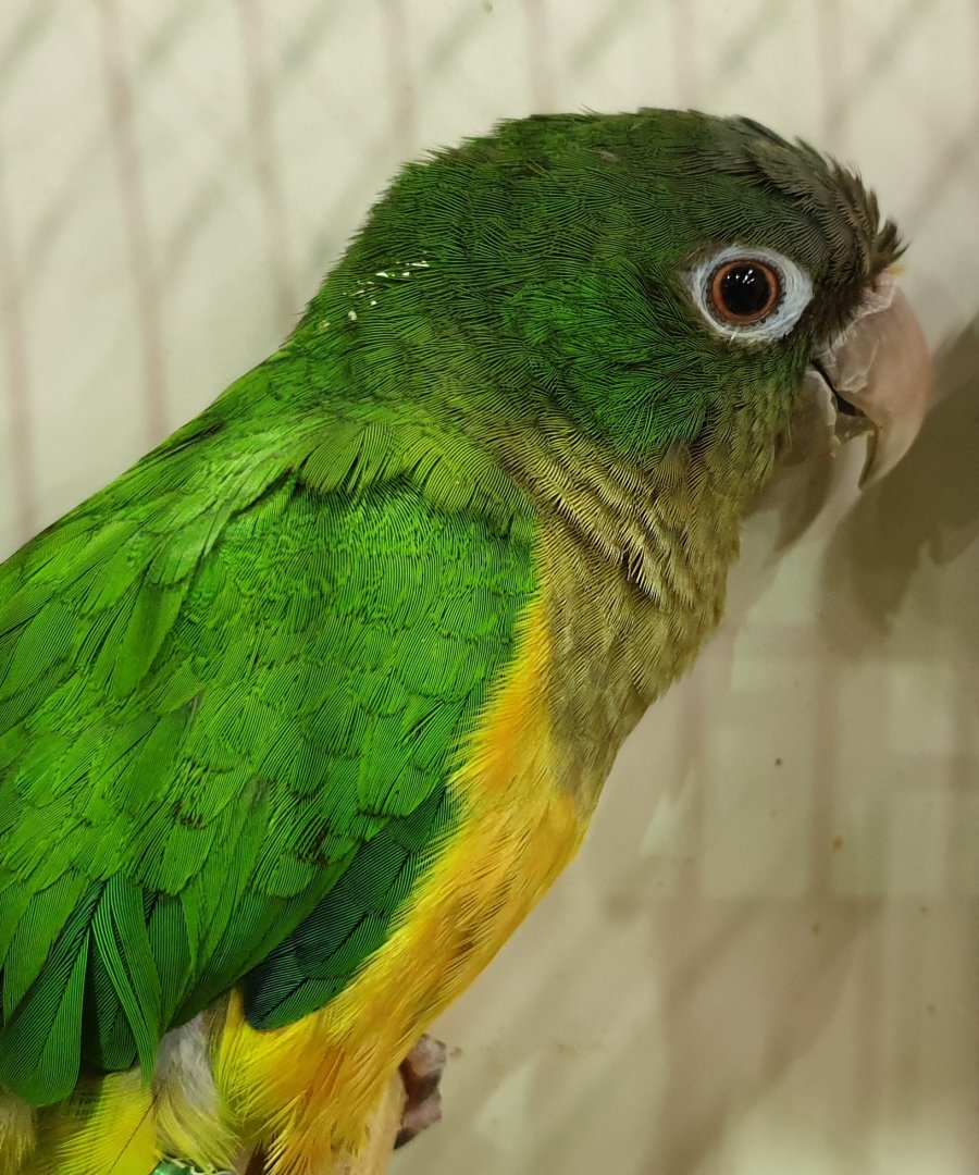 Caatinga parakeet ( aka Cactus parakeet )