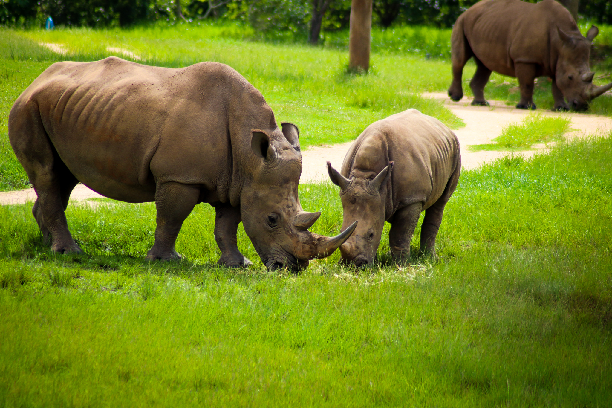 Caballe and Kingston - Southern White Rhinoceros (Ceratotherium simum simum)