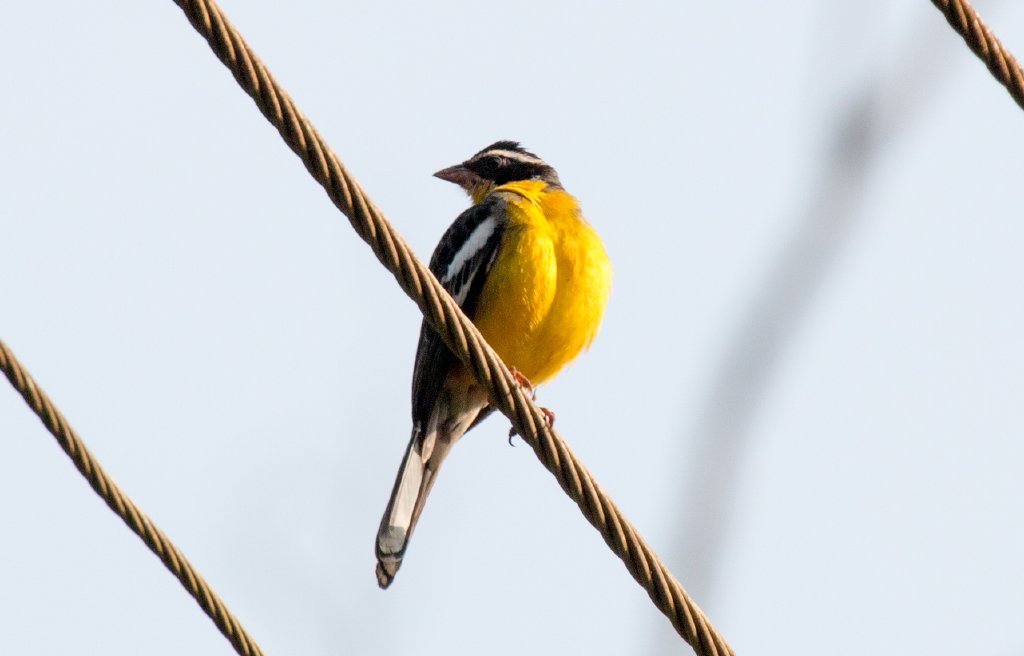Cabanis Bunting