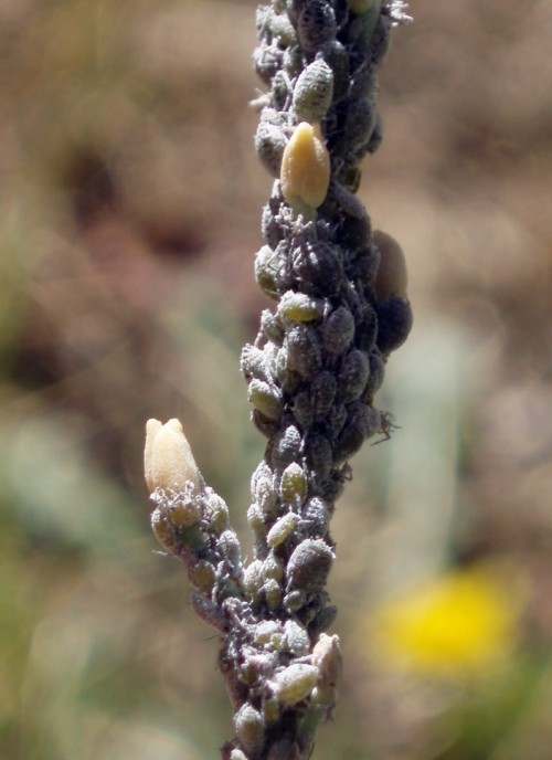 Cabbage Aphids (Brevicoryne brassicae)