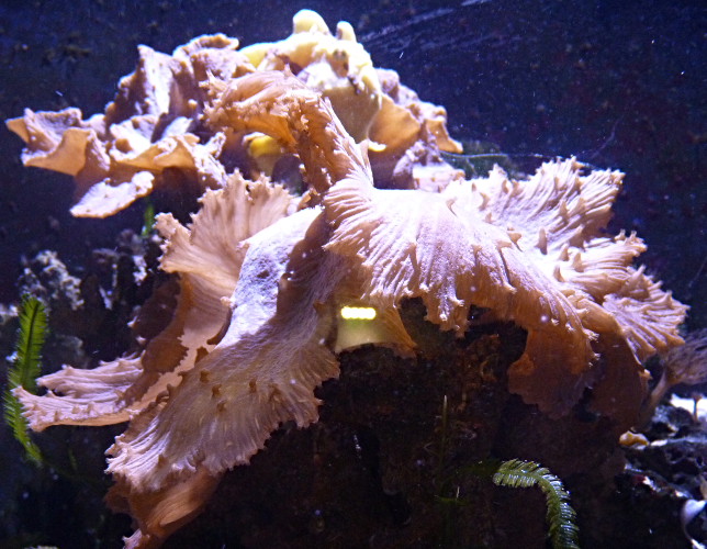 Cabbage finger leather coral or Cabbage leather coral (Sinularia brassica)