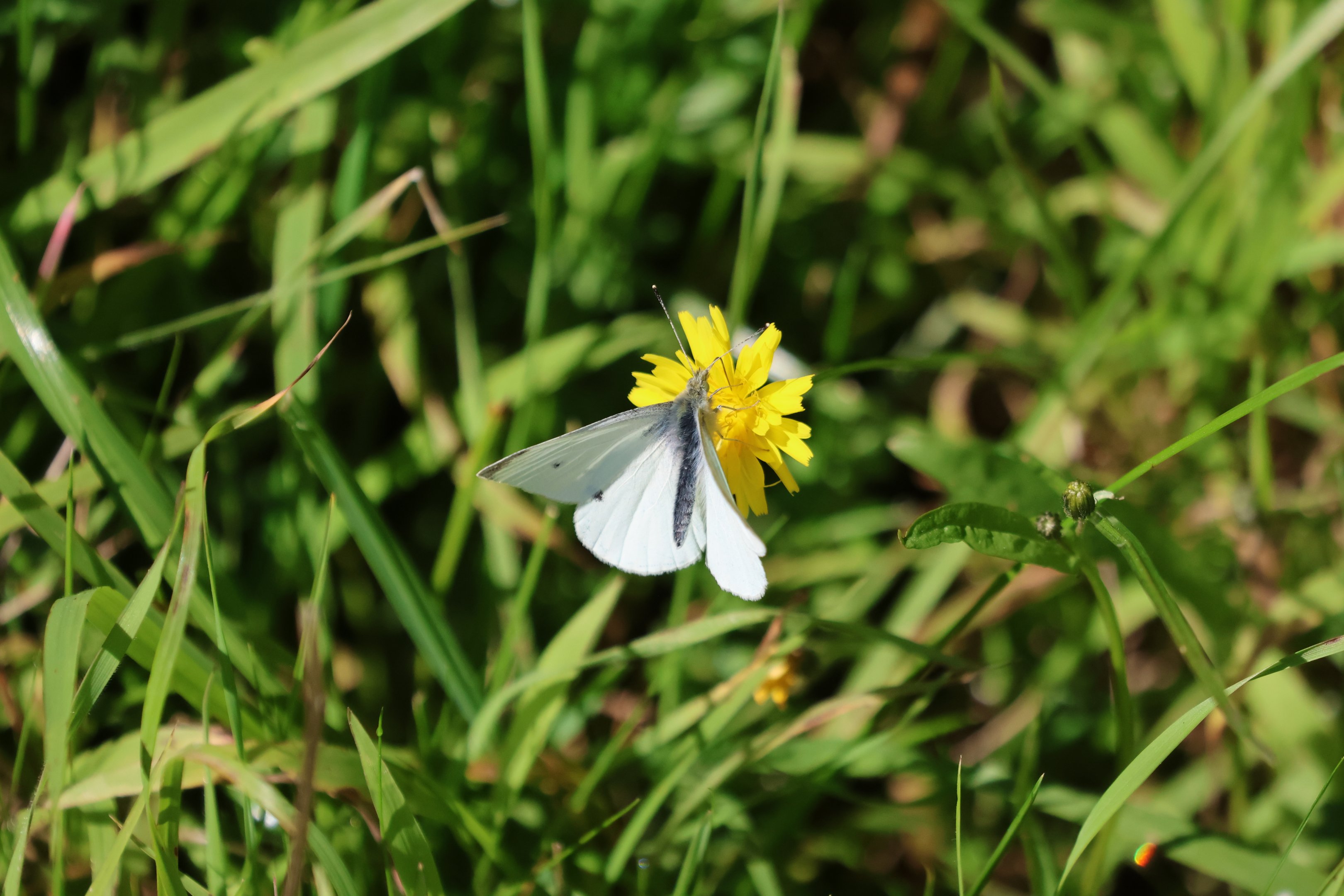 Cabbage White (Pieris rapae), Pencarrow Coast Road (Lower Hutt, Wellington)