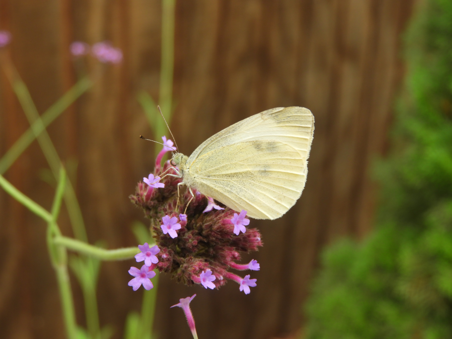 Cabbage White (Pieris rapae)