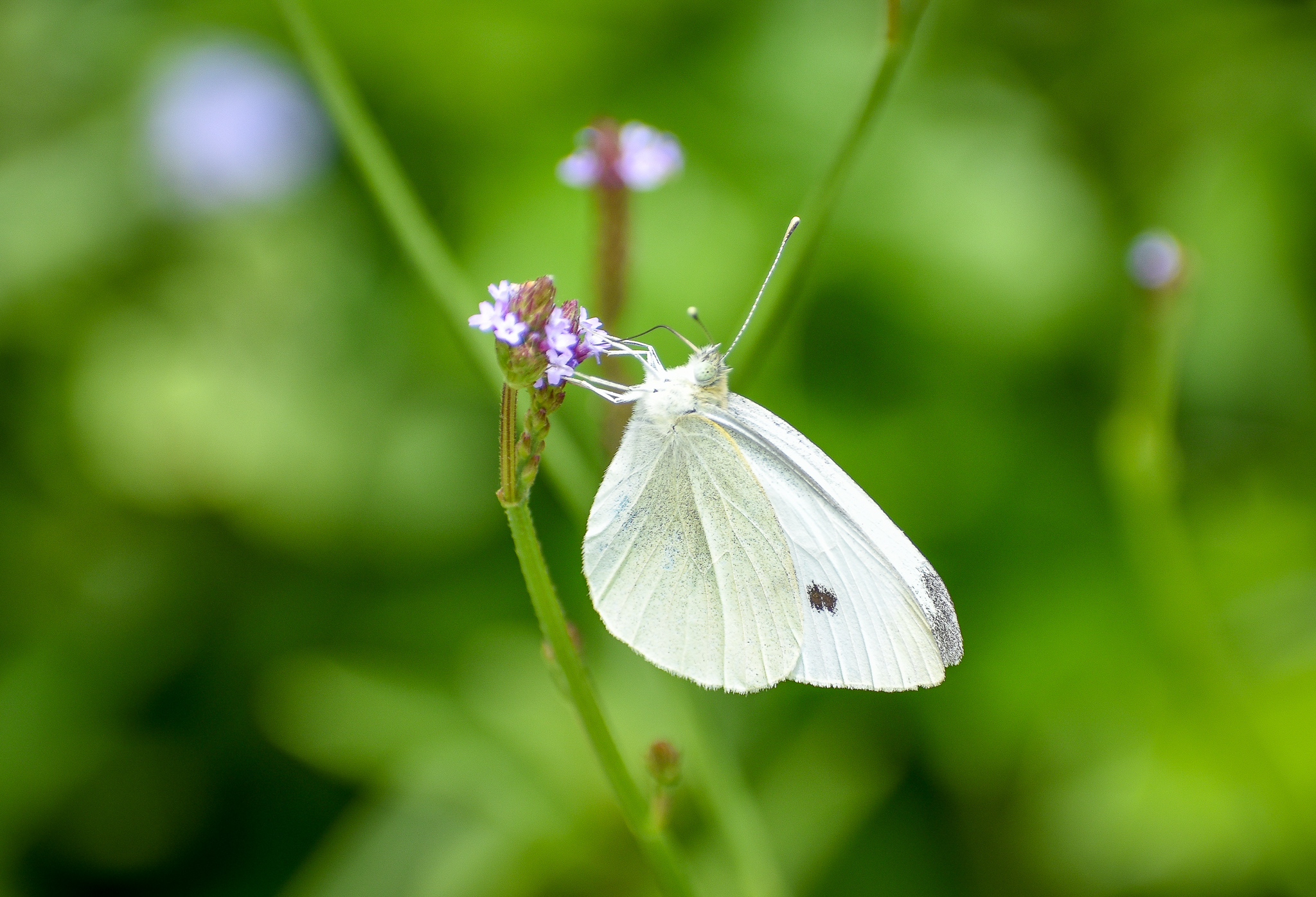 Cabbage White