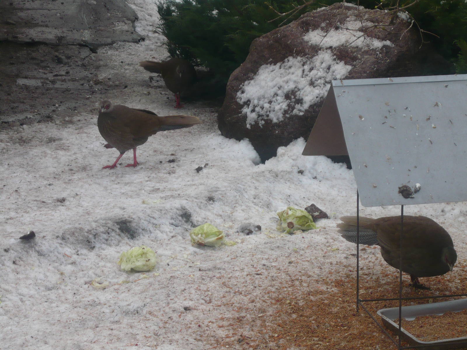 Cabbages and pheasants