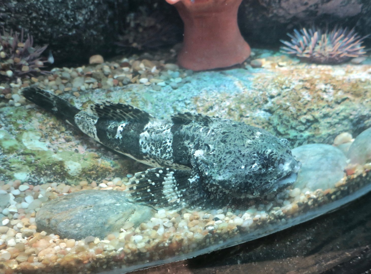 Cabezon (Scorpaenichthys marmoratus)