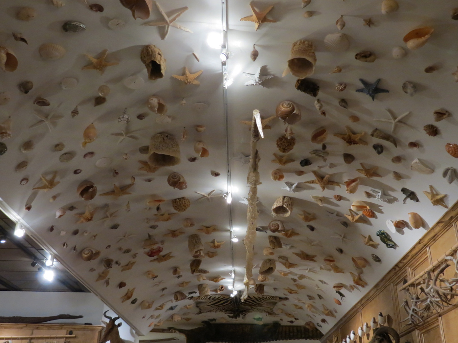 Cabinet Of Curiosities