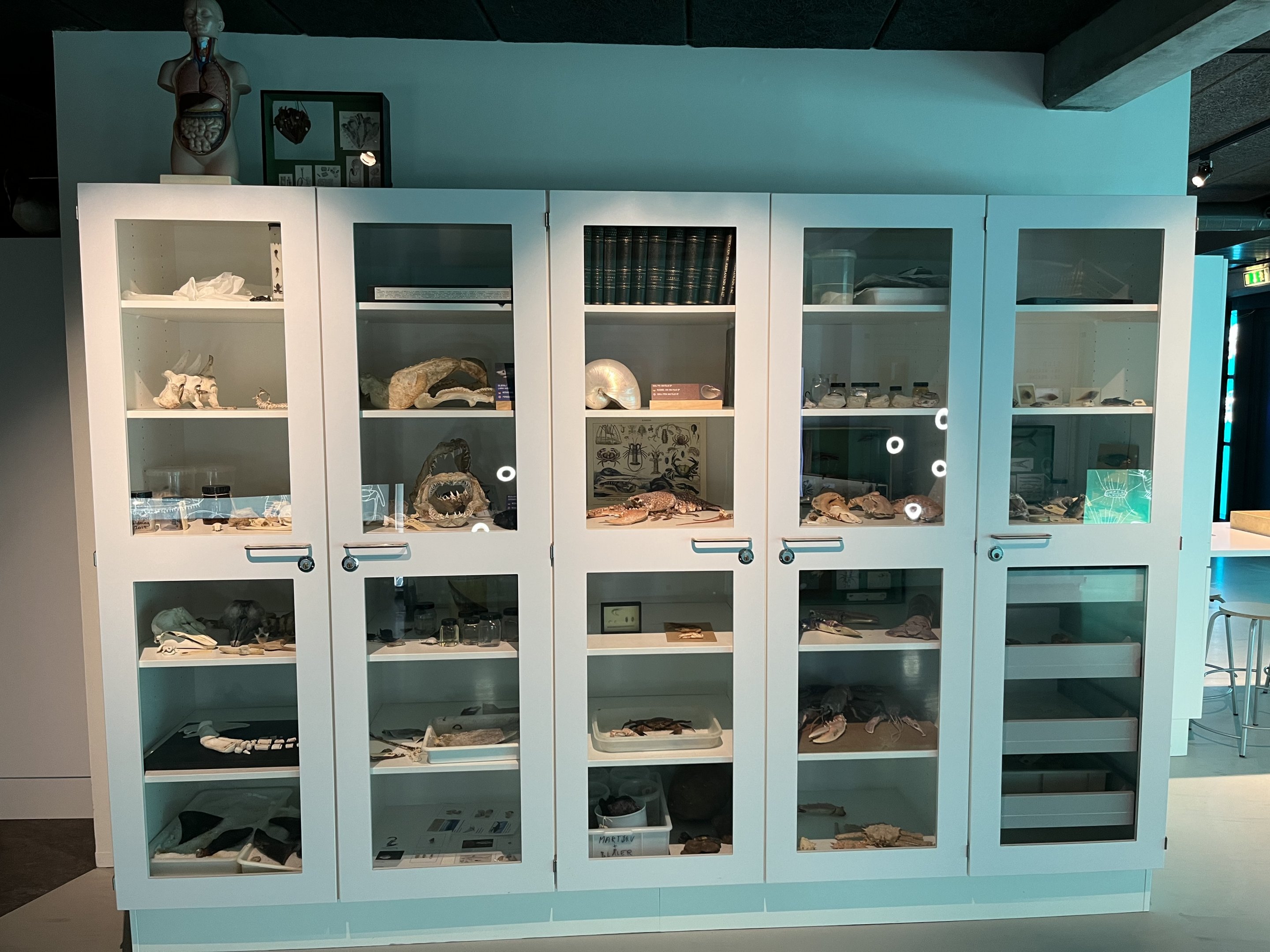 Cabinet of Curiosities