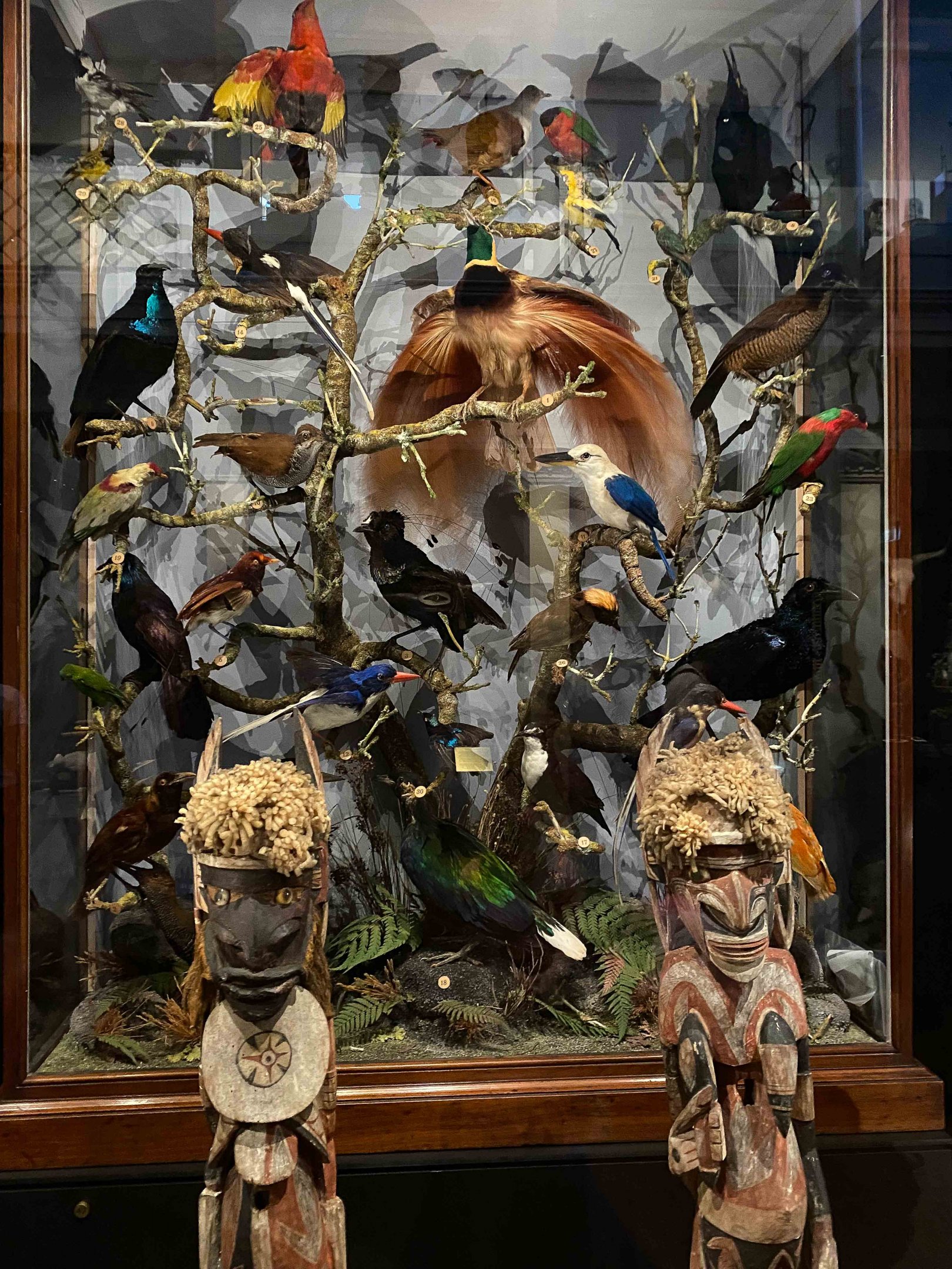 Cabinet of New Guinea Birds