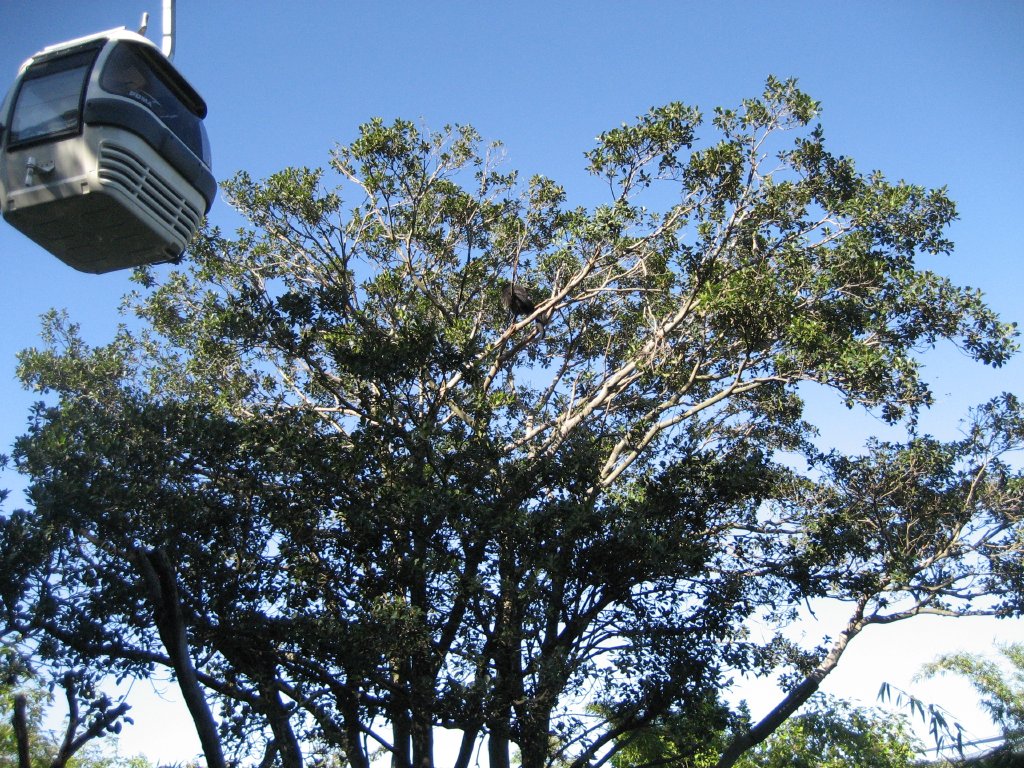Cablecar goes past a Binturong in a tree