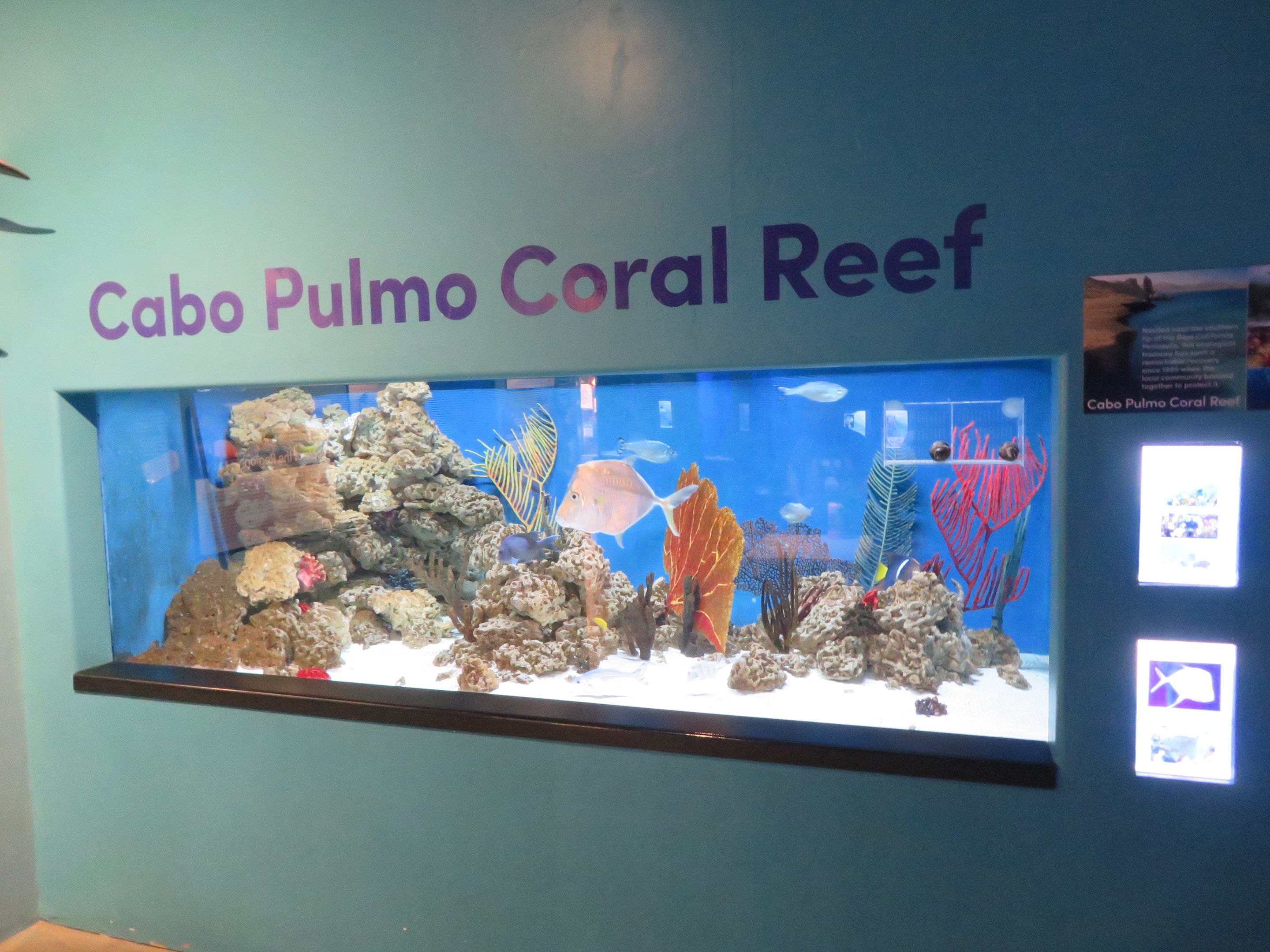 Cabo Pulmo Coral Reef Tank