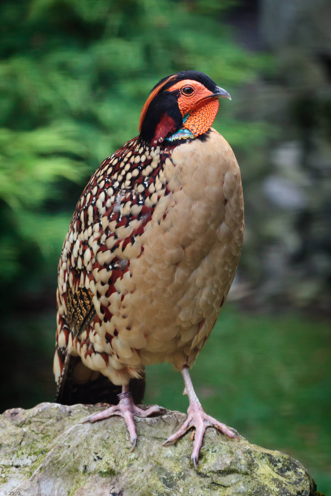 Cabots Tragopan - 08/09/2010