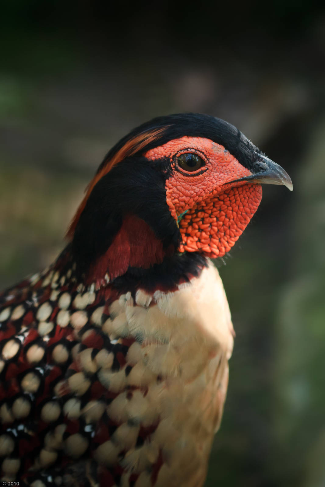Cabots Tragopan - 30/08/2010