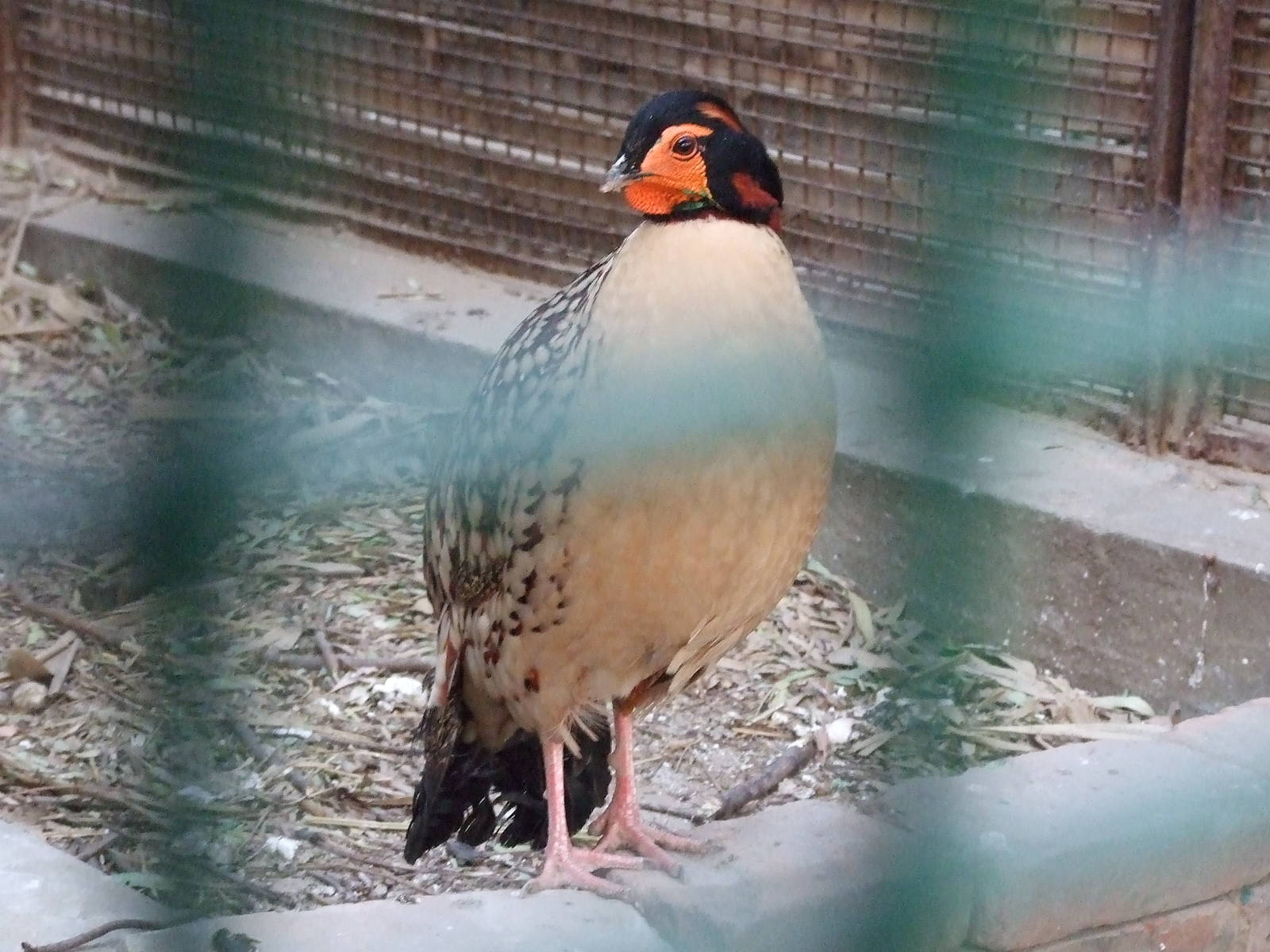 Cabot?s tragopan (Tragopan caboti)
