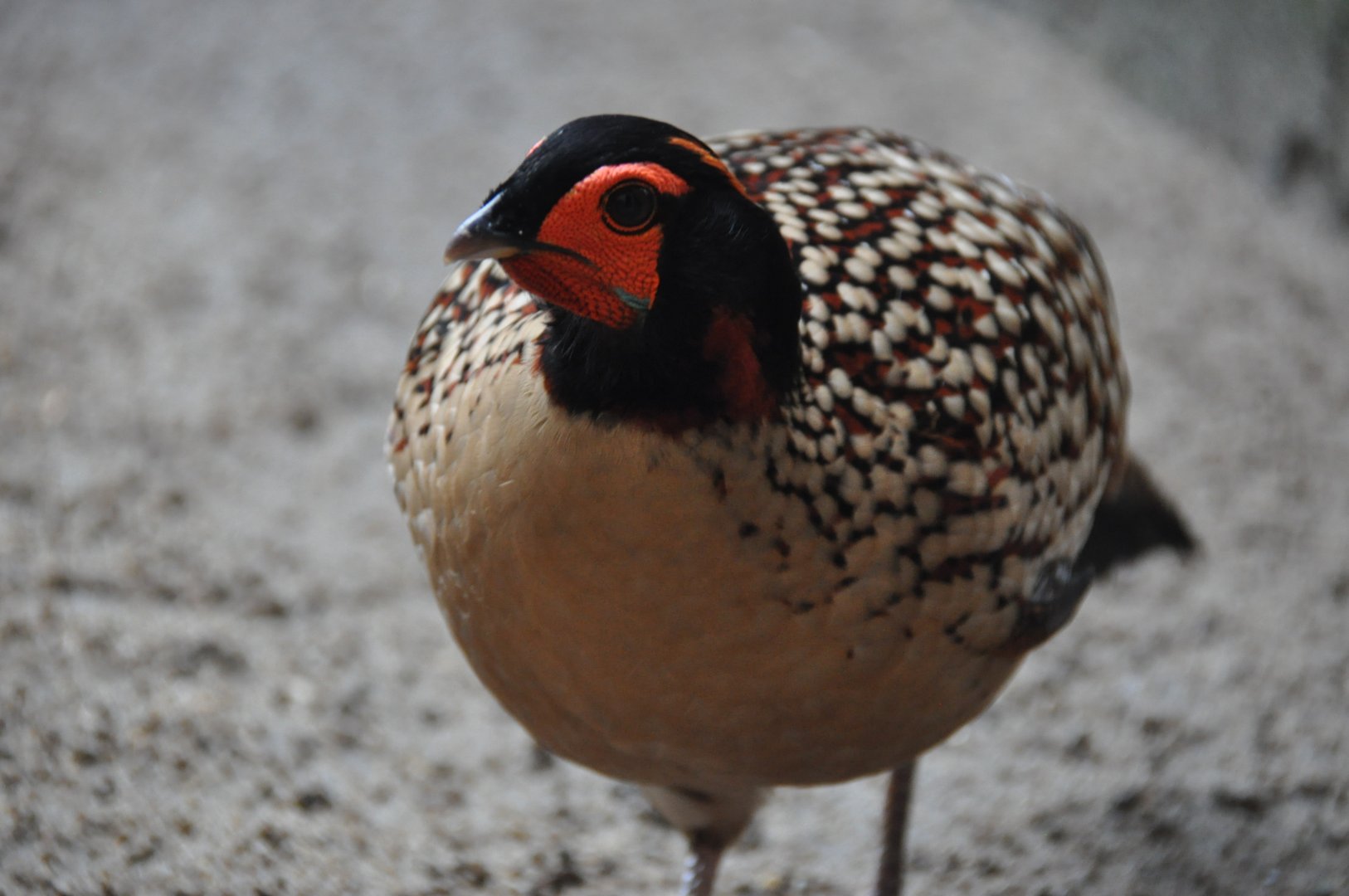 Cabot`s tragopan / Tragopan caboti