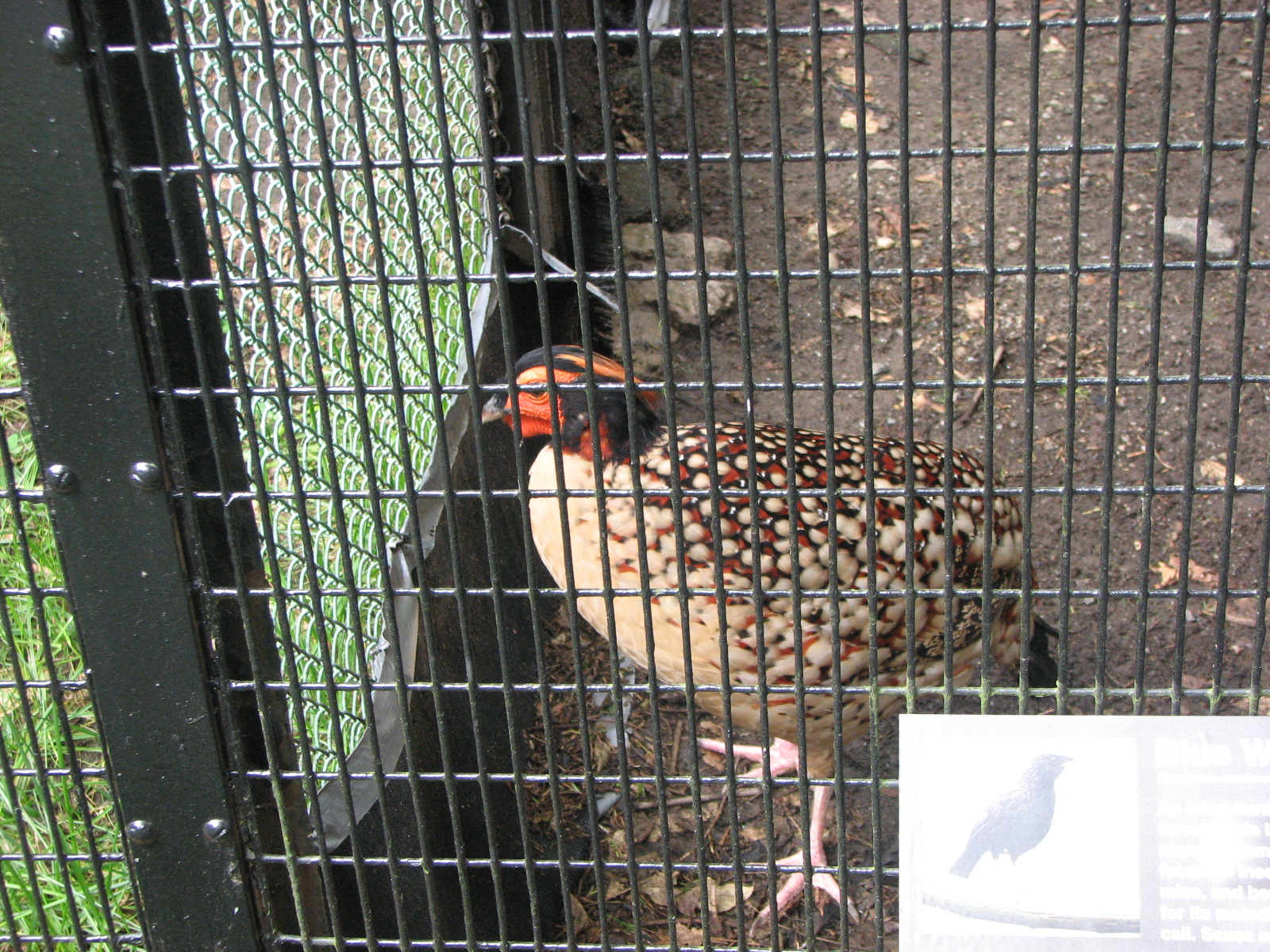 Cabot tragopan 2011
