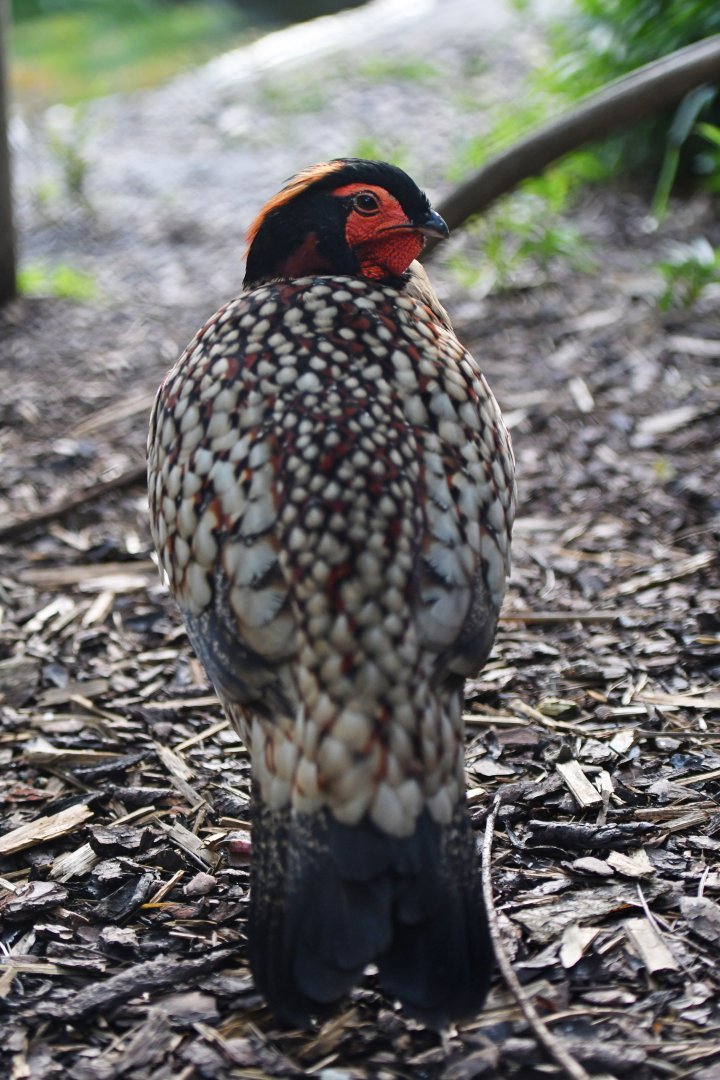 Cabot tragopan Tragopan caboti