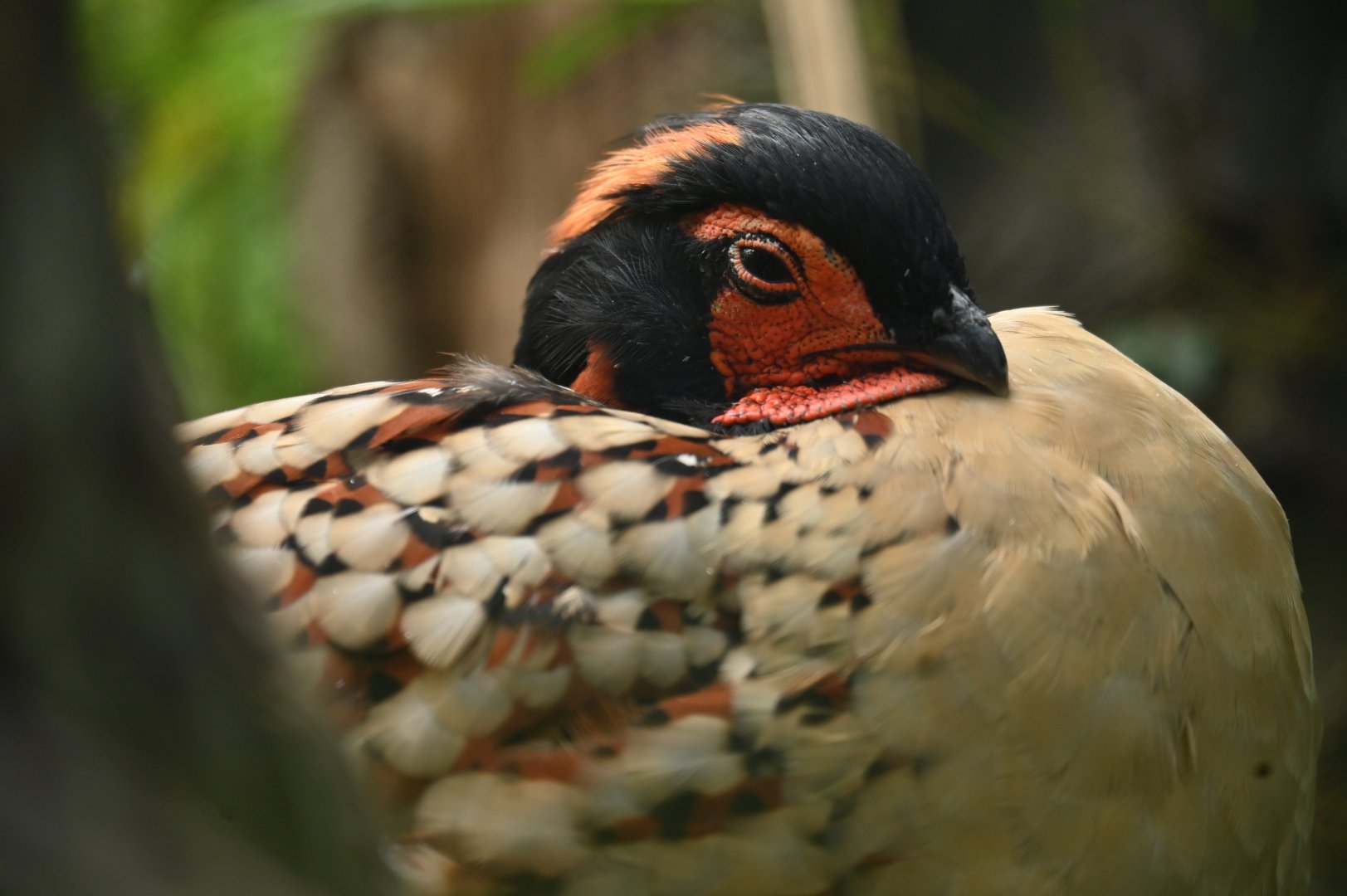 Cabot tragopan Tragopan caboti