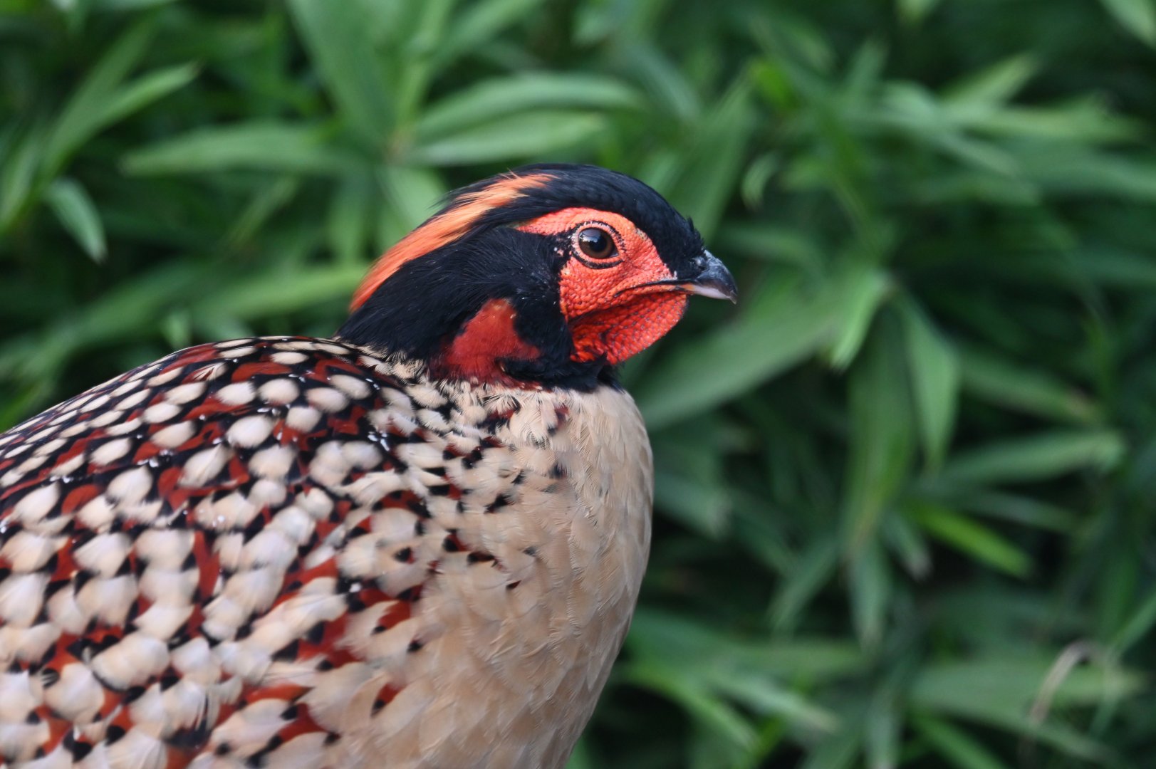Cabot tragopan Tragopan caboti