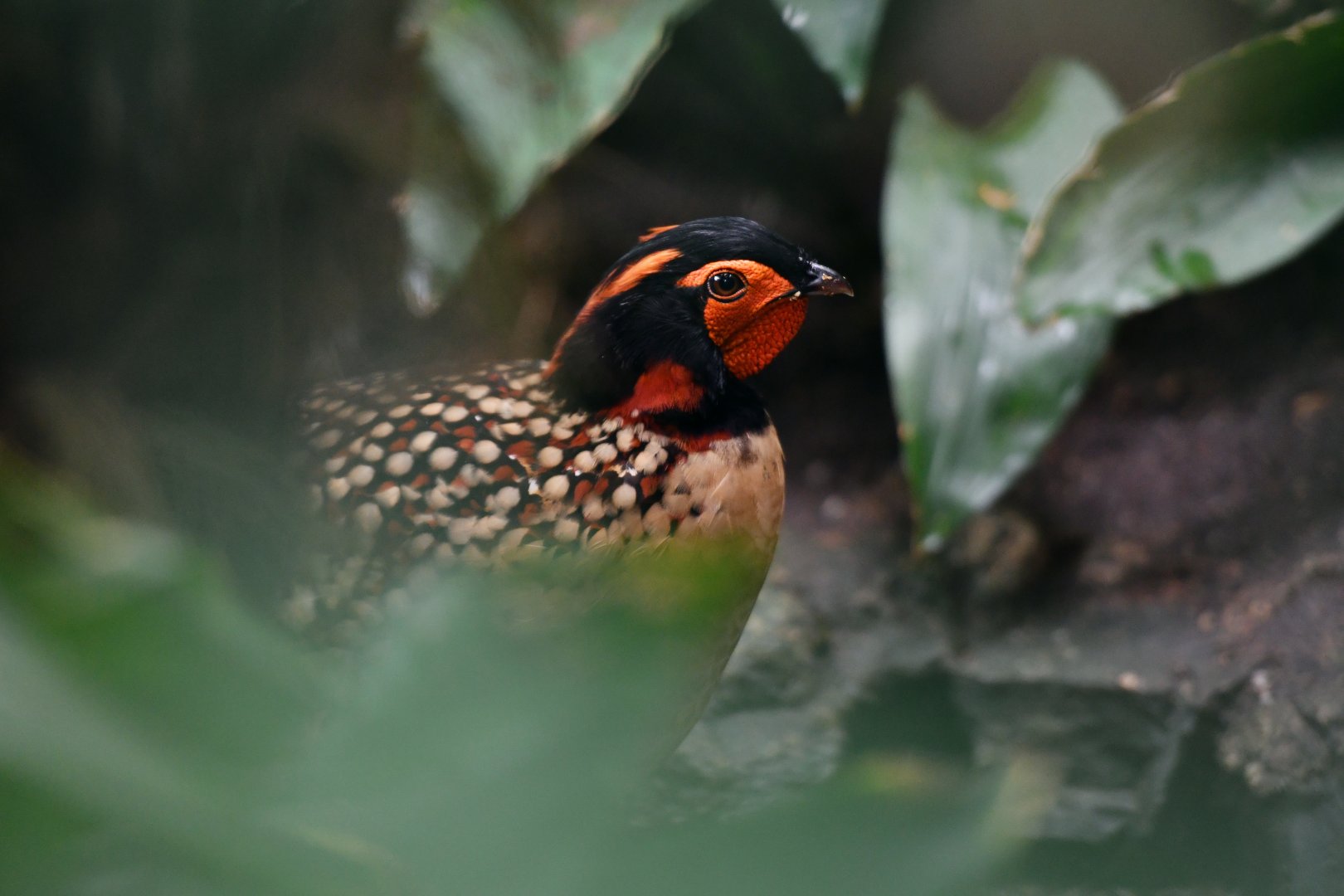 Cabot tragopan Tragopan caboti