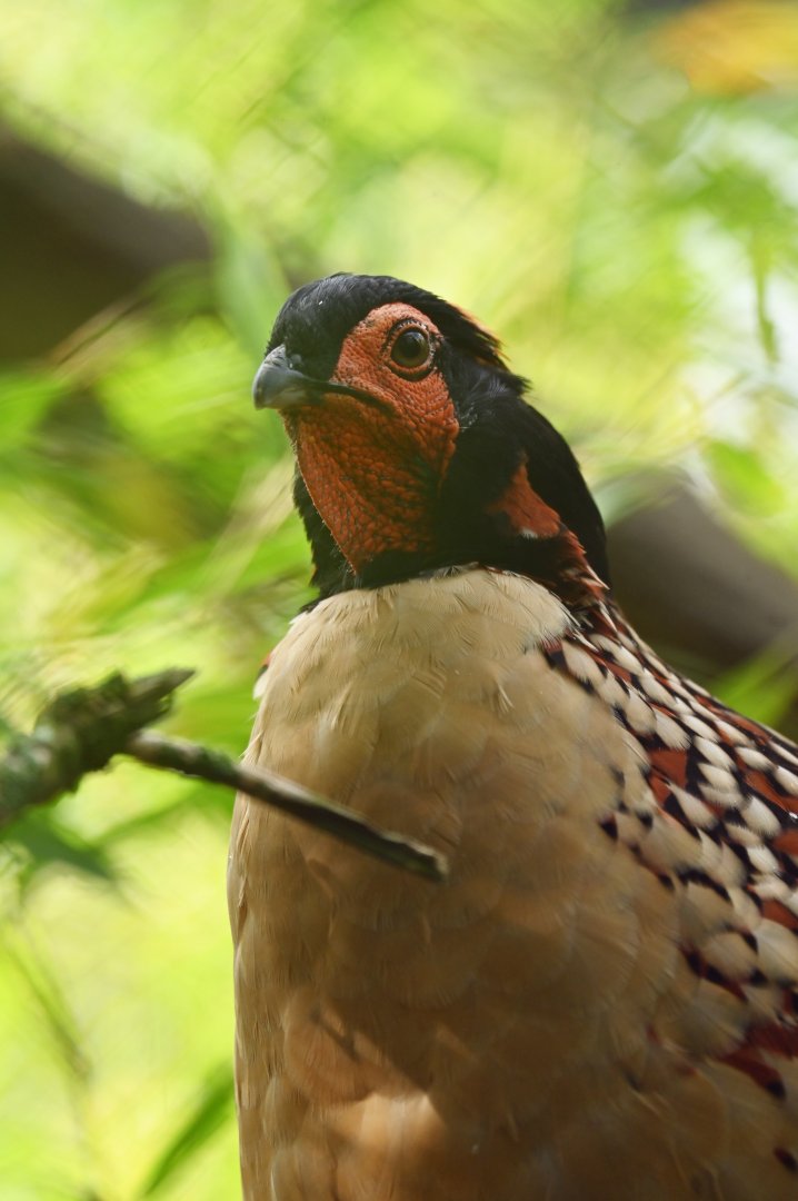 Cabot tragopan Tragopan caboti