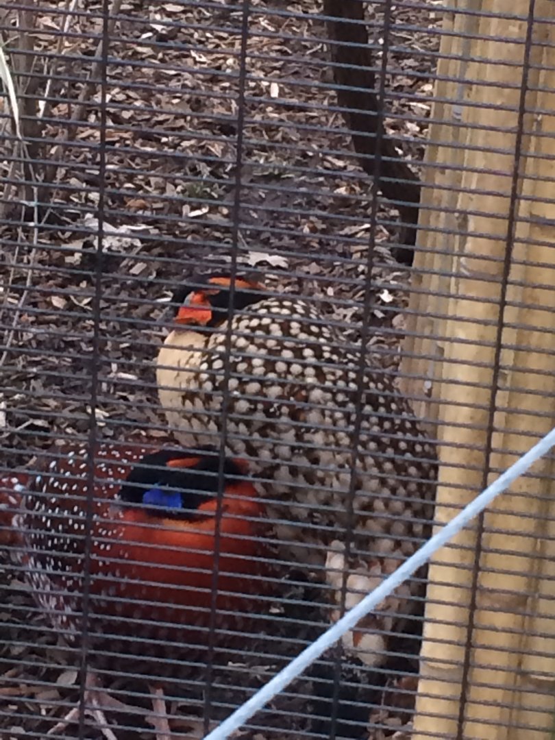 Cabot’s and Temminck’s Tragopans