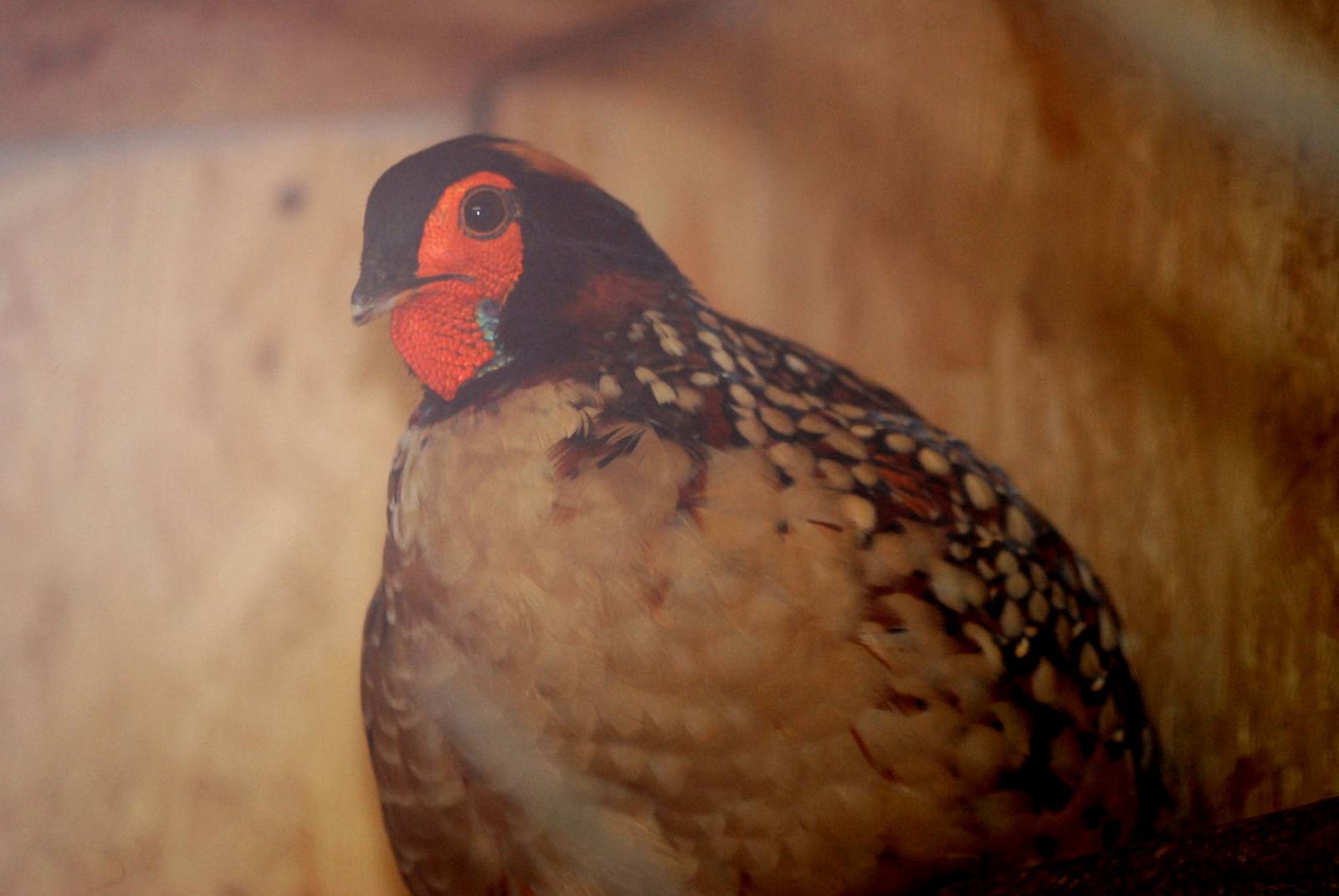 Cabot's Tragopan at Pilsen, 31/08/12