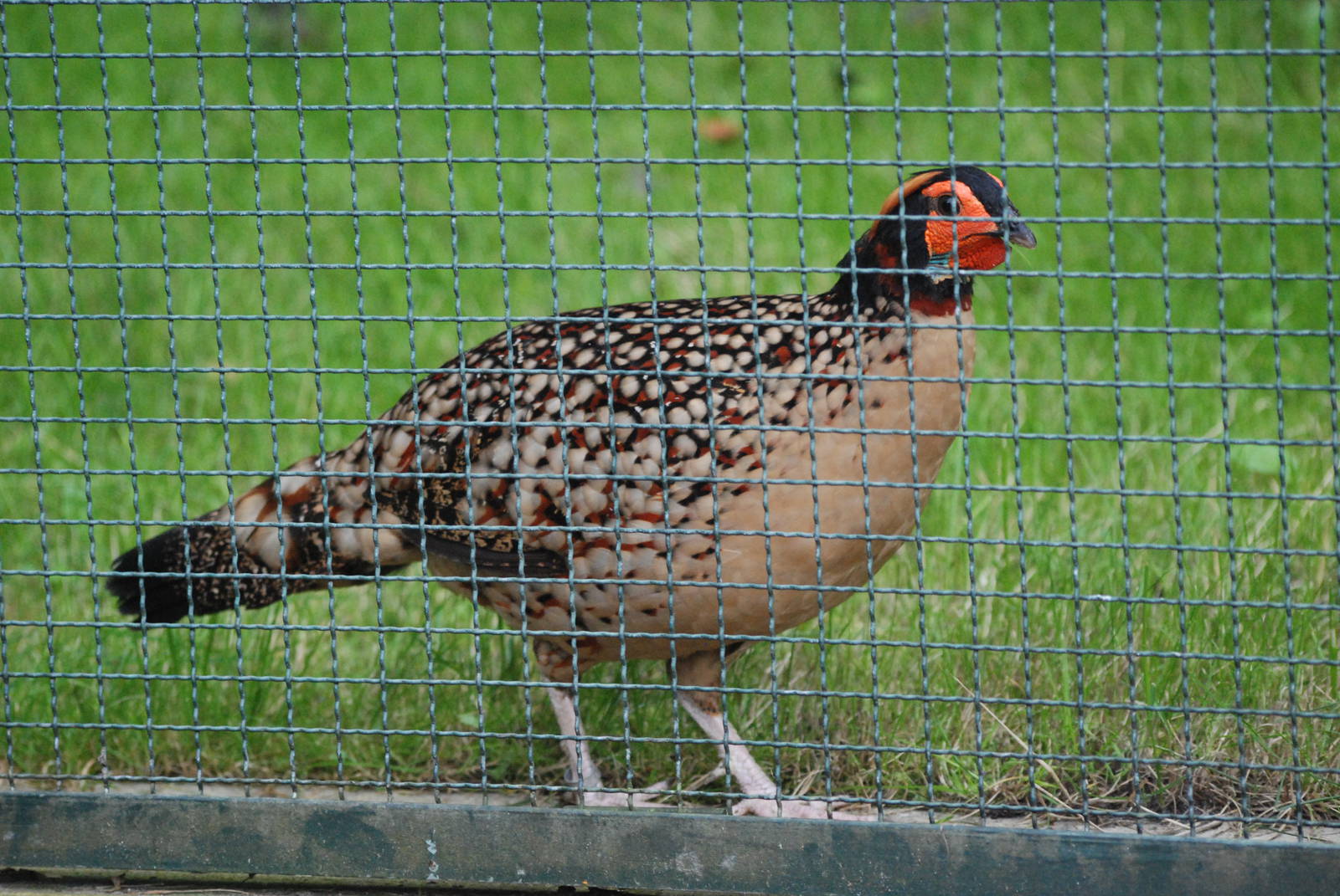 Cabot's Tragopan at Tierpark Berlin, 30/08/11