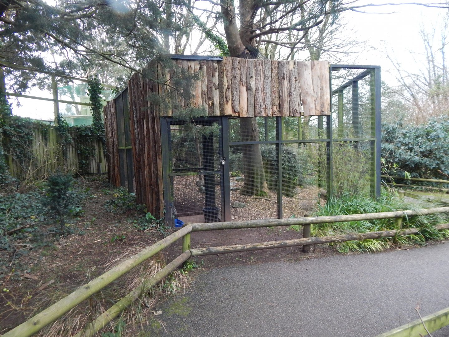 Cabot's tragopan aviary 050224