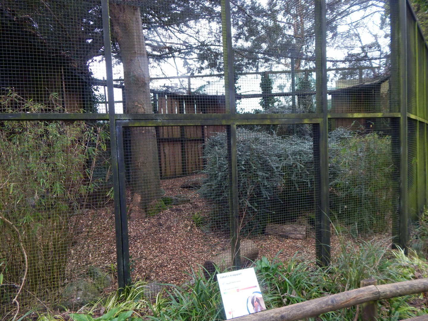 Cabot's tragopan aviary 050224