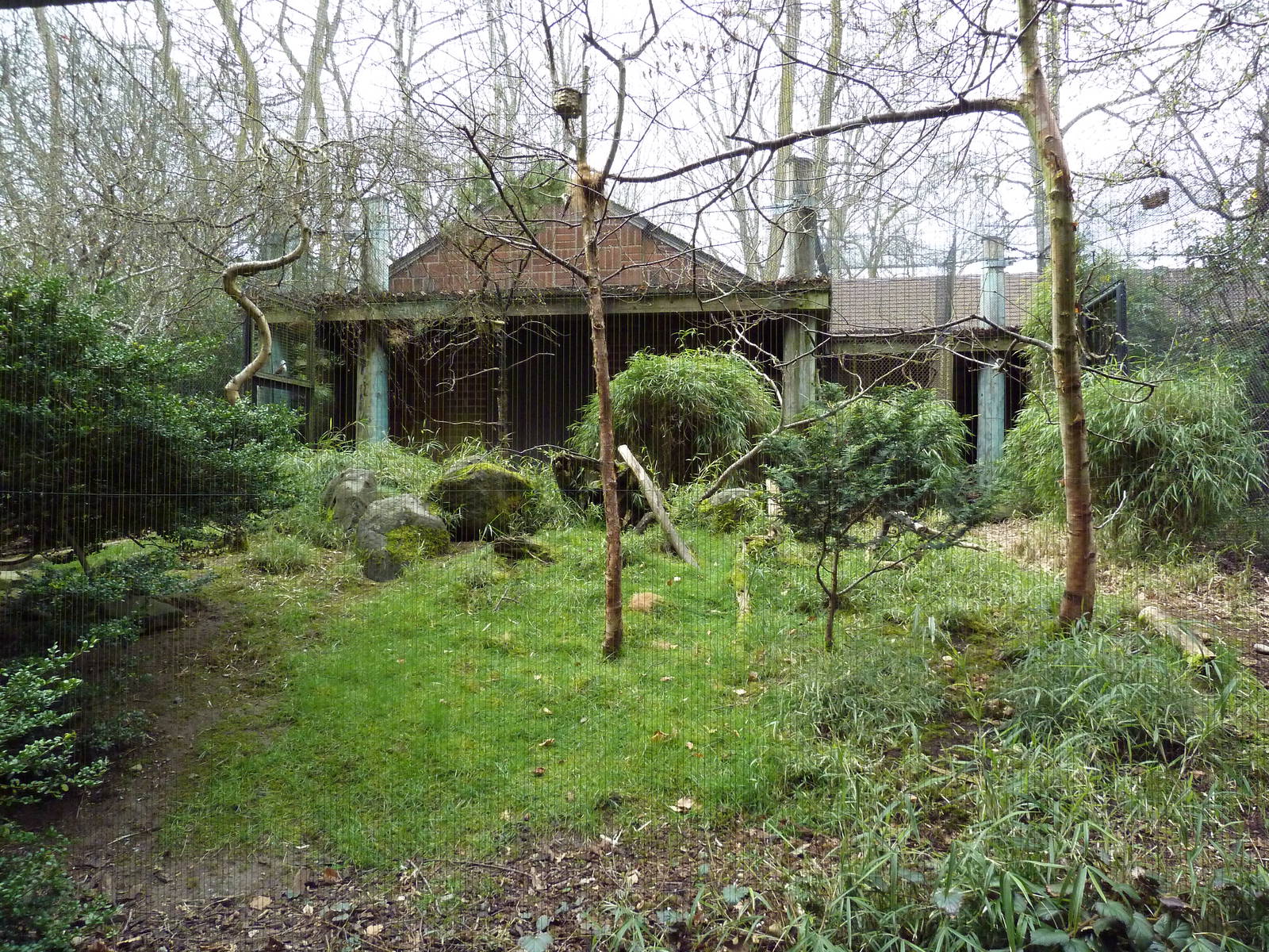 Cabot's Tragopan/Black-Throated Laughing Thrush Exhibit
