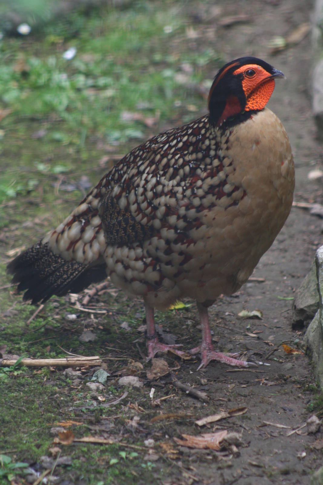 Cabot's Tragopan @ Chester; 17.07.10