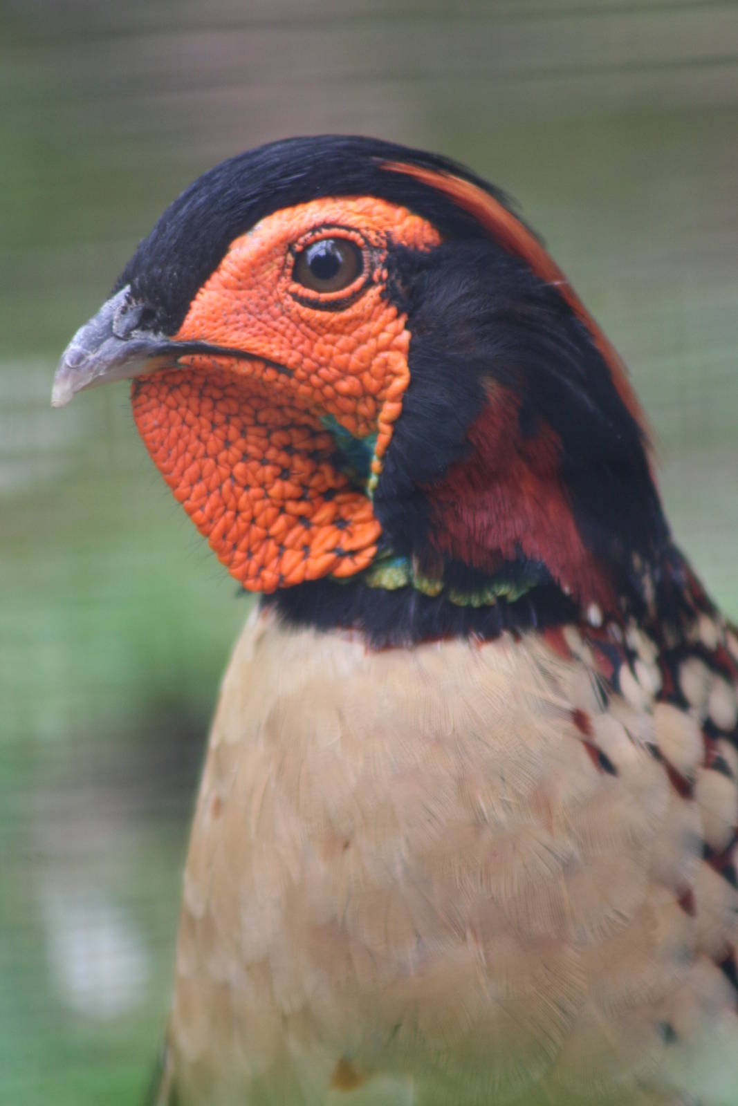 Cabot's Tragopan @ Chester; 17.07.10