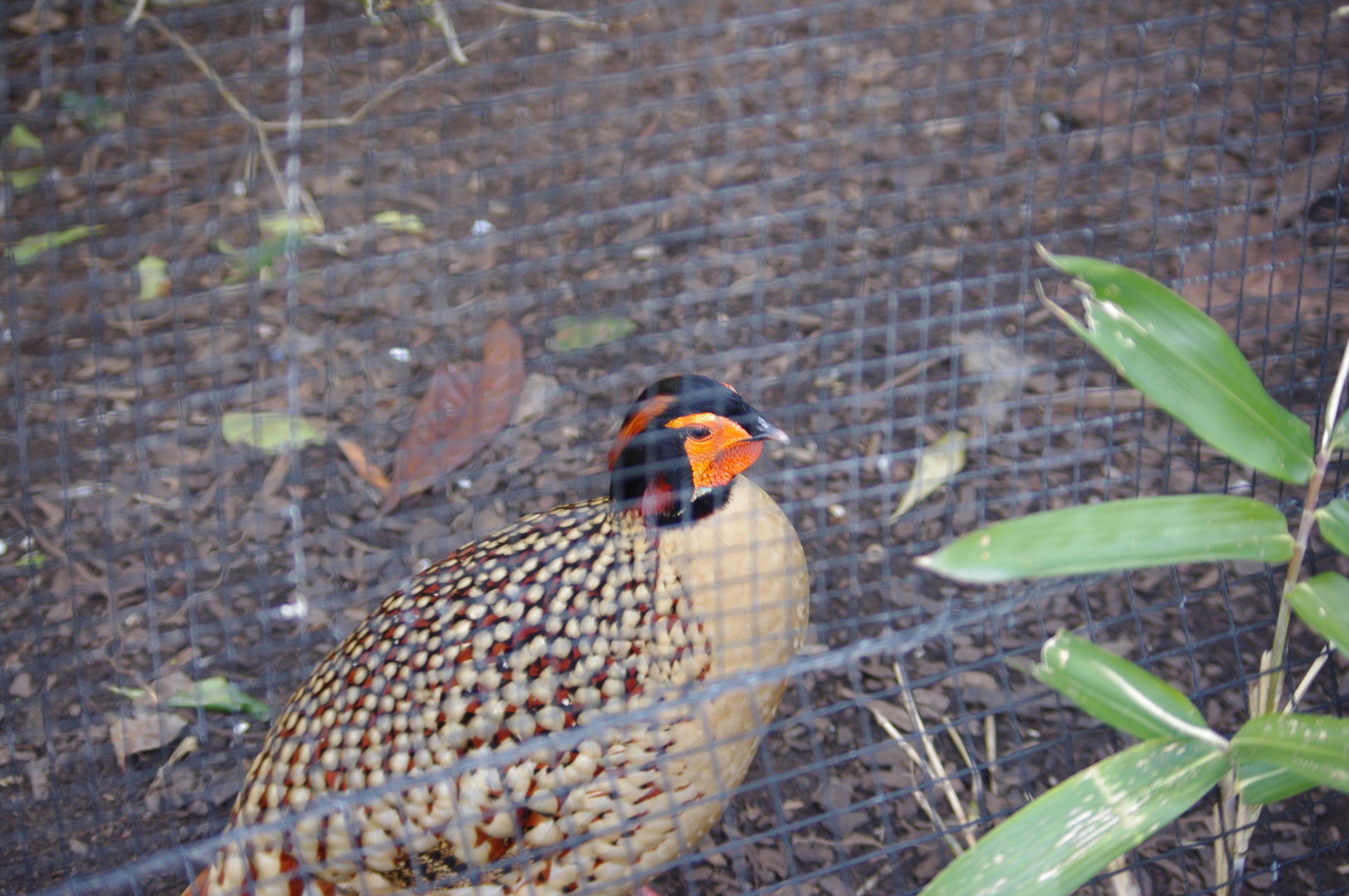 Cabot's tragopan- Chester Zoo 4/4/2023