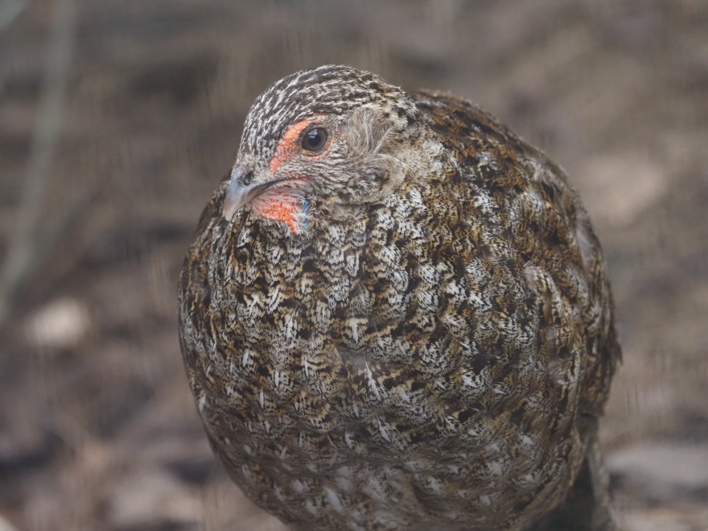 Cabot's Tragopan (Female)
