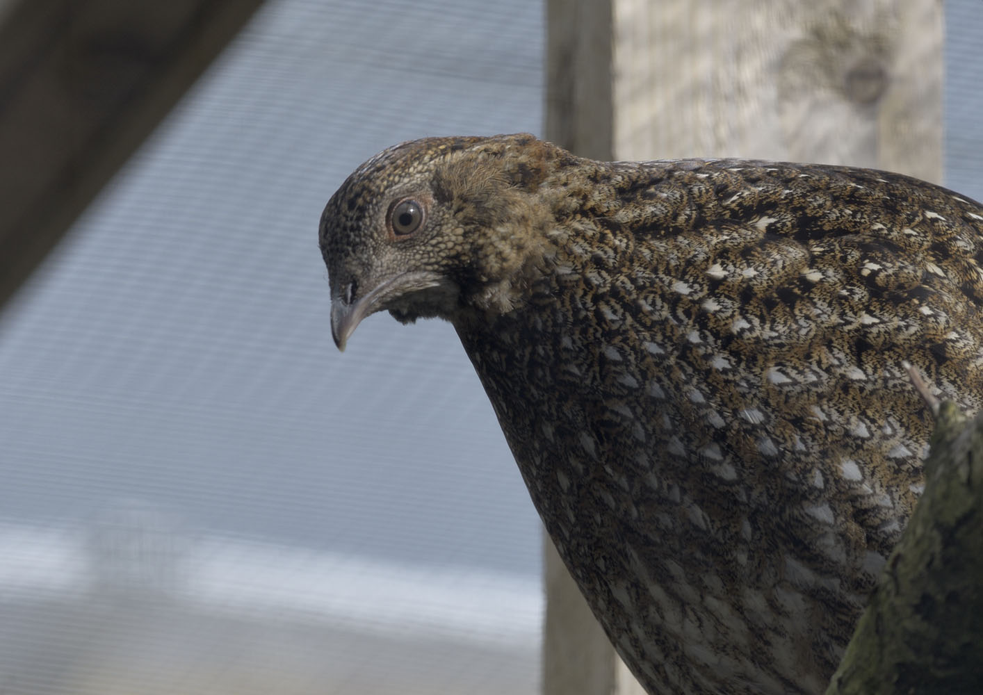 Cabot's tragopan hen