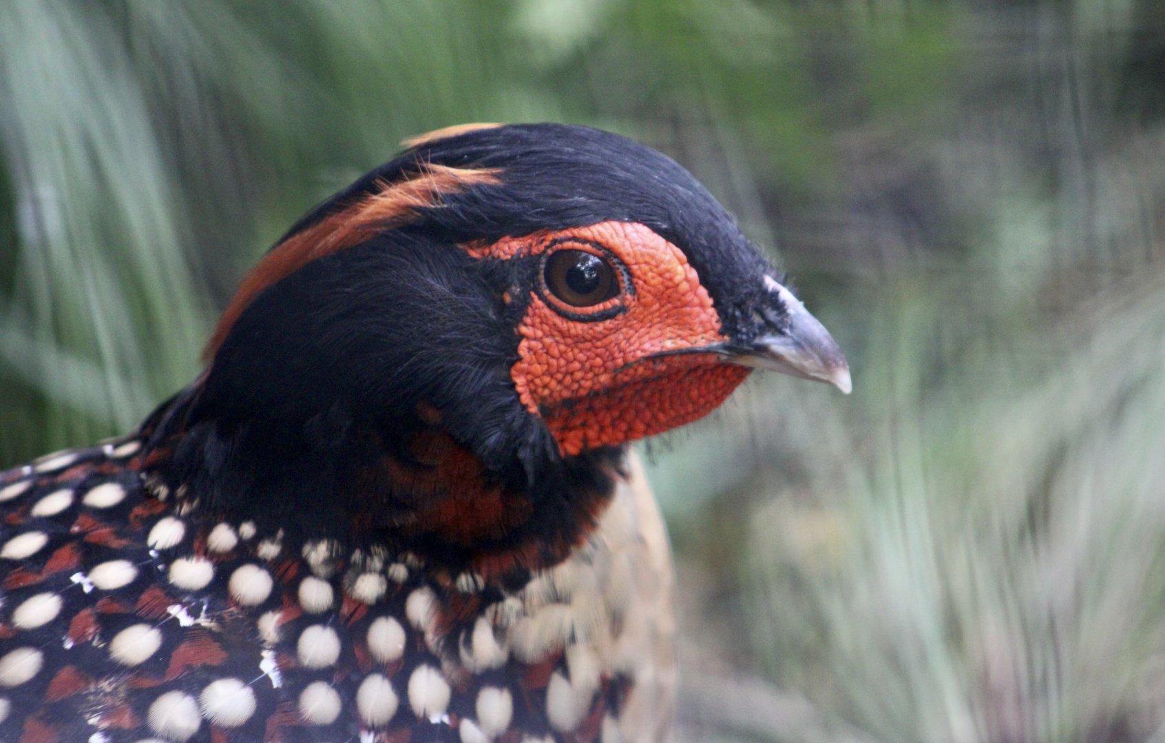 Cabot's Tragopan (Tragopan caboti) male