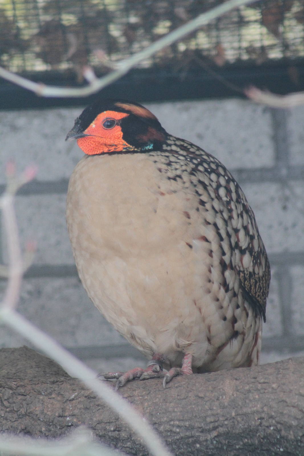 Cabot's Tragopan (Tragopan caboti)