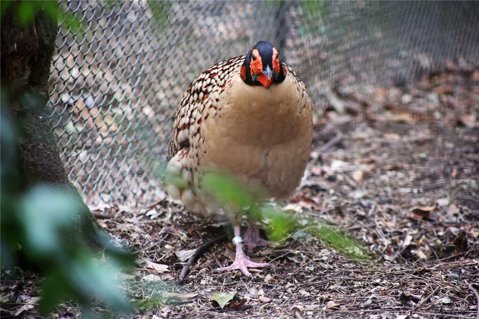 Cabot's tragopan (Tragopan caboti)